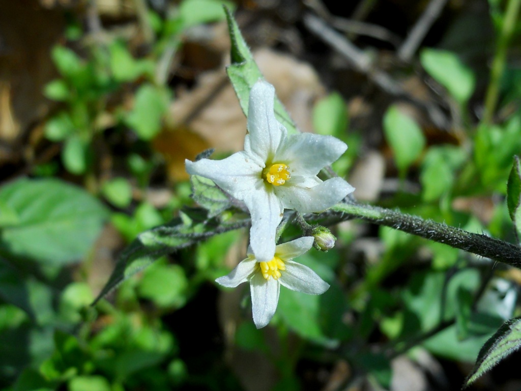 Solanum sp.  (Solanaceae)